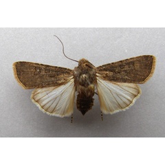 /filer/webapps/moths/media/images/S/segetum_Agrotis_A_Baron.jpg