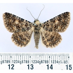 /filer/webapps/moths/media/images/E/exarata_Rhabdophera_AF_BMNH.jpg