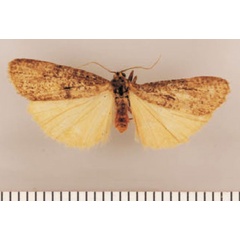 /filer/webapps/moths/media/images/I/intermedia_Pasteosia_PTM_TMSA_01.jpg