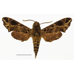 /filer/webapps/moths/media/images/T/trapezoidea_Temnora_AM_Basquin_01a.jpg