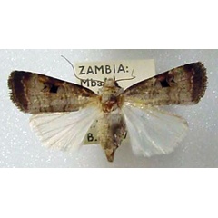 /filer/webapps/moths/media/images/I/isopleura_Agrotis_AF_BMNH.jpg