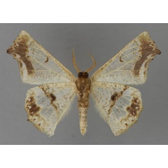 /filer/webapps/moths/media/images/O/oxygonia_Leptocolpia_A_ZSM_02.jpg