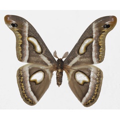 /filer/webapps/moths/media/images/I/ileshana_Epiphora_AM_Basquin.jpg