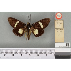 /filer/webapps/moths/media/images/M/metagrius_Eusemia_HT_BMNHa.jpg