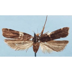 /filer/webapps/moths/media/images/M/malagasiella_Torodora_HT_MNHN.jpg