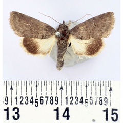 /filer/webapps/moths/media/images/A/anartoides_Beihania_AF_BMNH.jpg