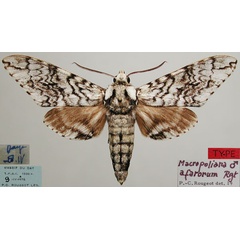 /filer/webapps/moths/media/images/A/afarorum_Macropoliana_HT_MNHN.jpg