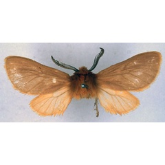 /filer/webapps/moths/media/images/A/abyssinibia_Metarctia_HT_BMNH_01.jpg