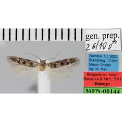 /filer/webapps/moths/media/images/M/minor_Benguelasa_HT_ZMHB.jpg