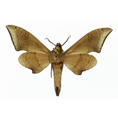 /filer/webapps/moths/media/images/R/retusus_Polyptychus_AM_Basquin_04.jpg