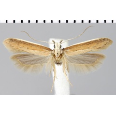 /filer/webapps/moths/media/images/Z/zetterstedtiella_Athrips_AM_ZMHB.jpg