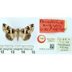 /filer/webapps/moths/media/images/U/uvarovi_Parallelia_HT_BMNH.jpg