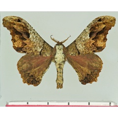/filer/webapps/moths/media/images/L/lichenodes_Micragone_AM_Basquin.jpg