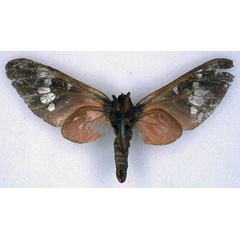 /filer/webapps/moths/media/images/L/laureola_Balacra_STF_BMNH_02.jpg