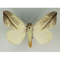 /filer/webapps/moths/media/images/A/allardi_Hypopyra_AM_Basquin.jpg
