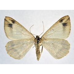 /filer/webapps/moths/media/images/W/warreni_Chiasmia_AF_NHMO.jpg