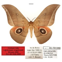 /filer/webapps/moths/media/images/V/vingerhoedti_Lobobunaea_HT_RBINSa.jpg