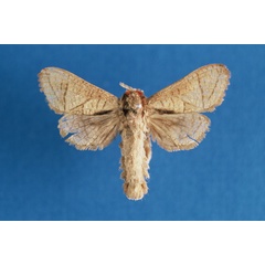 /filer/webapps/moths/media/images/H/hintzi_Haberlandia_HT_ZMHB.jpg