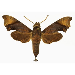 /filer/webapps/moths/media/images/P/palpalis_Temnora_AF_Basquin.jpg