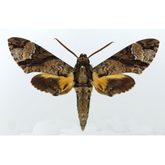 /filer/webapps/moths/media/images/B/brevis_Coelonia_AM_Basquin.jpg