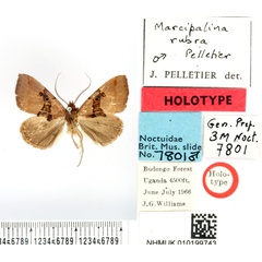 /filer/webapps/moths/media/images/R/rubra_Marcipalina_HT_BMNH.jpg