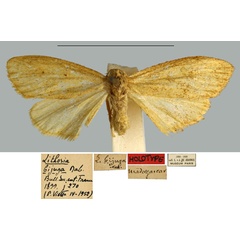 /filer/webapps/moths/media/images/B/bijuga_Lithosia_HT_MNHN.jpg