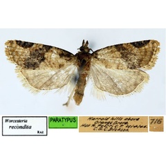 /filer/webapps/moths/media/images/R/recondita_Worcesteria_PT_ISEA.jpg