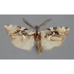 /filer/webapps/moths/media/images/L/lucida_Viettesia_A_BMNH.jpg
