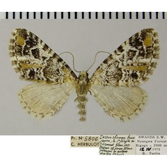 /filer/webapps/moths/media/images/A/albistrigata_Eupithecia_AF_ZSM.jpg