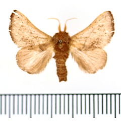 /filer/webapps/moths/media/images/L/lineapunctata_Thoseidea_AM_BMNH.jpg