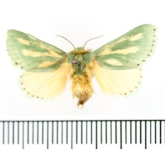 /filer/webapps/moths/media/images/A/amoena_Coenobasis_AF_BMNH.jpg