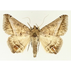 /filer/webapps/moths/media/images/P/palumbiodes_Macaldenia_AM_TMSA_01.jpg