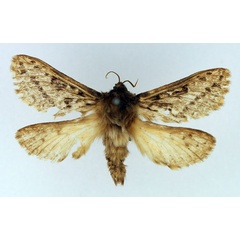 /filer/webapps/moths/media/images/A/aurifuscalis_Eudalaca_AM_TMSA.jpg
