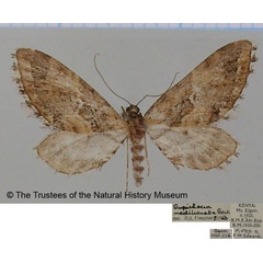 /filer/webapps/moths/media/images/M/medilunata_Eupithecia_AF_BMNH.jpg