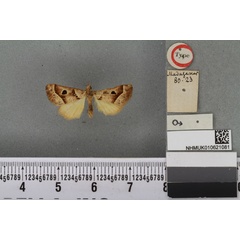 /filer/webapps/moths/media/images/S/signata_Actenia_HT_BMNHa.jpg