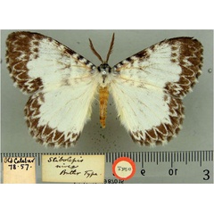 /filer/webapps/moths/media/images/N/nivea_Euchera_HT_BMNH.jpg