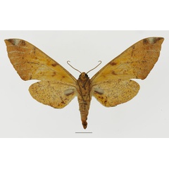 /filer/webapps/moths/media/images/P/piabilis_Platysphinx_AF_Basquinb.jpg