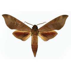 /filer/webapps/moths/media/images/O/oweni_Phylloxiphia_AM_Basquin_01.jpg