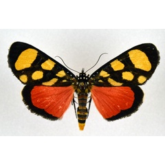 /filer/webapps/moths/media/images/S/superba_Heraclia_AM_NHMO.jpg