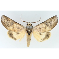 /filer/webapps/moths/media/images/S/sittaca_Hemiceratoides_AM_TMSA_01.jpg