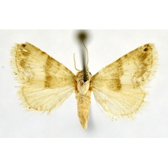 /filer/webapps/moths/media/images/T/taifensis_Eublemma_A_NHMO.jpg