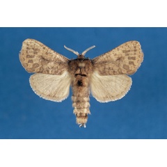 /filer/webapps/moths/media/images/N/natalica_Kroonia_AF_TMSA.jpg