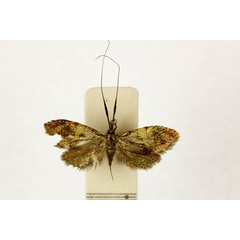 /filer/webapps/moths/media/images/P/parvella_Nemophora_A_RMCA.jpg