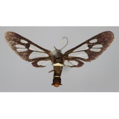 /filer/webapps/moths/media/images/A/albimacula_Ceryx_A_BMNH.jpg
