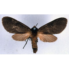 /filer/webapps/moths/media/images/M/margaretha_Metarctia_PT_BMNH_01.jpg