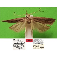 /filer/webapps/moths/media/images/R/randimella_Lecithocera_HT_MNHN.jpg