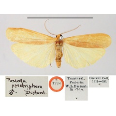 /filer/webapps/moths/media/images/P/psectriphora_Pusiola_HT_BMNH.jpg