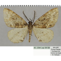 /filer/webapps/moths/media/images/A/aculeata_Dactylophia_AM_ZSM.jpg