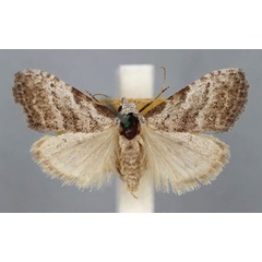 /filer/webapps/moths/media/images/T/townsendi_Nolidia_HT_BMNH.jpg