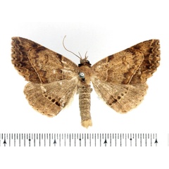 /filer/webapps/moths/media/images/Z/zygia_Maxera_AM_BMNH_02.jpg